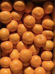 ［ご家庭用・サイズ２Ｌ］和歌山有田産！早生みかん≪10kg≫［予約販売］［数量限定］まる隆果樹園