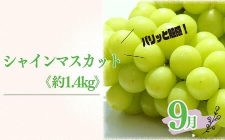 定期便3回（8月・9月・10月） 有田川町の旬のフルーツをお届け！
