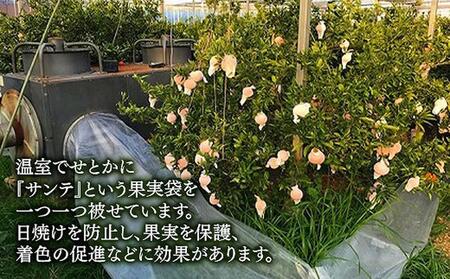 化粧箱 柑橘の大トロ ハウス せとか 厳選 大玉 7玉入