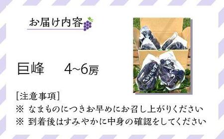 先行予約 和歌山 有田産 巨峰 約2kg 4〜6房 ぶどう フルーツ 果物 【2025年8月中旬以降発送】