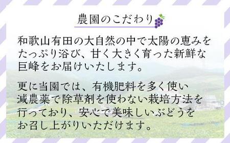 先行予約 和歌山 有田産 巨峰 約2kg 4〜6房 ぶどう フルーツ 果物 【2025年8月中旬以降発送】