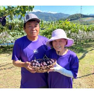 先行予約 和歌山 有田産 巨峰 約2kg 4〜6房 ぶどう フルーツ 果物 【2025年8月中旬以降発送】