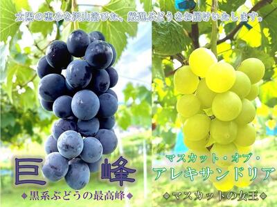 先行予約 和歌山 有田産 2色 ぶどう 詰め合わせ 巨峰 マスカットオブアレキサンドリア［2026年8月下旬以降発送］ | ぶどう 巨峰