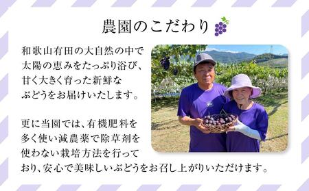 先行予約 和歌山 有田産 2色 ぶどう 詰め合わせ 巨峰 マスカットオブアレキサンドリア［2026年8月下旬以降発送］ | ぶどう 巨峰