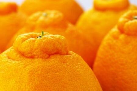 和歌山有田の濃厚大玉デコポン 12～15玉 約5kg［先行予約］［MS79w］