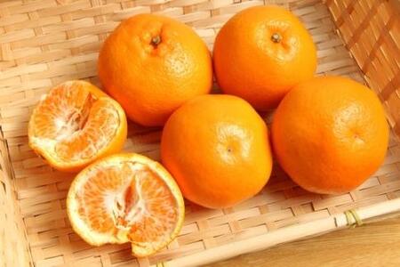 和歌山 有田の 濃厚 はるみ 約10kg（S又はMサイズ）［先行予約］［MS84w］