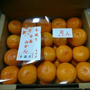 有田みかん 秀品 3kg(箱込み)+痛み保障増量 木成り完熟【贈答用】大ちゃんの畑農園