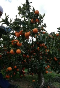 有田みかん  秀品 5kg　木成り完熟【贈答用】大ちゃんの畑農園