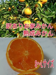 【ご家庭用】有田みかん  3kg （Ｓ～2Ｌサイズミックス）木成り完熟 大ちゃんの畑農園