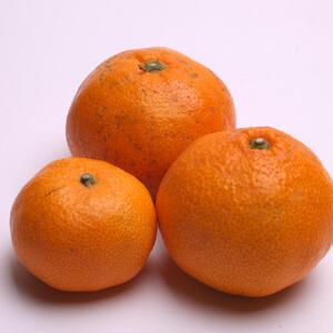 家庭用 完熟有田みかん1kg+250g(傷み補償分)