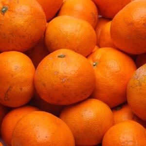 家庭用 熟成みかん2.5kg+250g(傷み補償分)