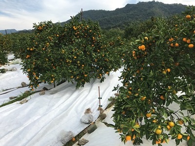 マルチ栽培 有田 みかん 特秀 S または SS サイズ 5kg 南泰園