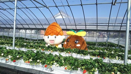 はないちご農園「まりひめ2パック」