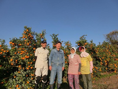 【先行予約】 贈答用 完熟 木なり ハッサク 5kg (M~2Lサイズ) | 八朔 旬 柑橘 フルーツ 果物 柑 産地直送 箱入 和歌山県