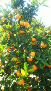 【先行予約】 贈答用 完熟 木なり ハッサク 5kg (M~2Lサイズ) | 八朔 旬 柑橘 フルーツ 果物 柑 産地直送 箱入 和歌山県