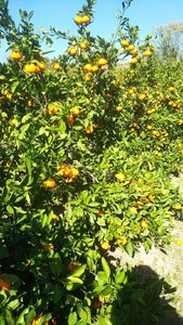 【先行予約】 贈答用 完熟 木なり ハッサク 5kg (M~2Lサイズ) | 八朔 旬 柑橘 フルーツ 果物 柑 産地直送 箱入 和歌山県