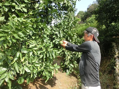 【先行予約】 贈答用 完熟 木なり ハッサク 5kg (M~2Lサイズ) | 八朔 旬 柑橘 フルーツ 果物 柑 産地直送 箱入 和歌山県