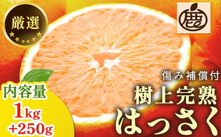 ＜4月より発送＞厳選 樹上完熟はっさく1kg+250g（傷み補償分）【有田の春みかん・五月八朔・さつきはっさく・木生りはっさく・きなりはっさく】【光センサー選別】