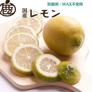 ＜9月より発送＞レモン5kg+250g（傷み補償分）【和歌山有田産】【防腐剤・WAX不使用、安心の国産レモン】 ※北海道・沖縄・離島への配送不可 ※2025年9月中旬～2026年4月下旬頃に順次発送予定