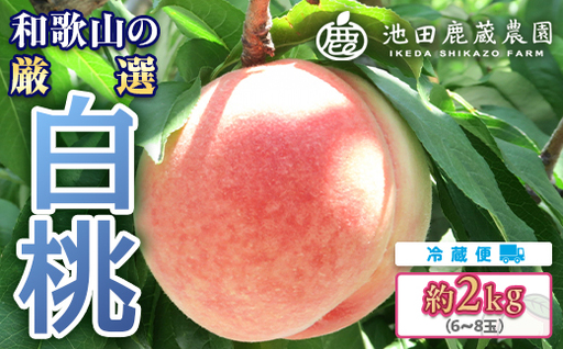 和歌山の厳選白桃 約2kg ｜ 白鳳・清水白桃・川中島・もも・はくとう【化粧箱入り】