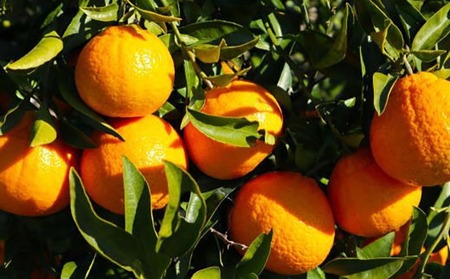 【濃厚】有田産不知火約4kg(2L～5Lサイズ混合) ※2026年2月中旬～3月下旬頃に順次発送予定