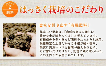 ＜1月より発送＞家庭用 はっさく7.5kg+250g（傷み補償分） ｜ 八朔みかん わけあり 訳あり ワケアリ ※2026年1月上旬～3月下旬頃に順次発送予定 ※北海道・沖縄・離島への配送不可 ◇