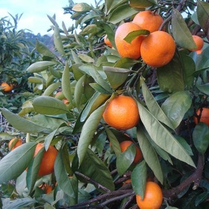 こだわりの完熟 有田みかん 5kg ＋250g(傷み補償分)｜ みかん