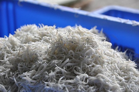 ふるさと特鮮釜揚げしらす 450g【紙箱】|しらす 魚 鮮魚 減塩 採れたて 国産 お米 ご飯 ごはん 丼 ※北海道・沖縄・離島へのお届け不可 ※年末年始のお届け不可