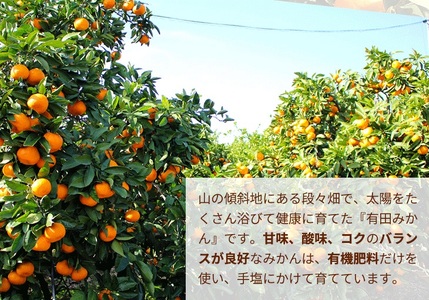 ＼光センサー選別／極 有田みかんプレミアム 約2kg【光センサー 高糖度選別品】2S～Mの小玉サイズ 有機質肥料100%  ｜ ◇※2025年11月下旬～2026年1月上旬頃に順次発送予定 ※北海道・沖縄・離島への配送不可