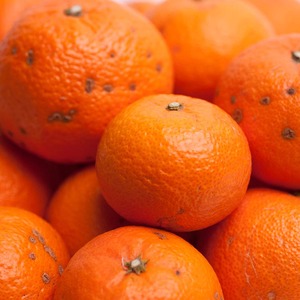 ＜2月より発送＞家庭用 津之輝1kg+250g（傷み補償分）つのかがやき｜わけあり・訳あり【光センサー選別】 ｜ 柑橘 フルーツ 果物 濃厚 春 旬 和歌山 先行予約 選べる 国産 美浜町　※北海道・沖縄・離島への配送不可 ※2026年2月上旬～4月中旬頃に順次発送予定