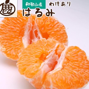 ＜2月より発送＞家庭用 はるみ7.5kg+250g（傷み補償分）◇ ｜ わけあり 訳あり ワケアリ デコポンの姉妹品種・新食感春みかん【光センサー選別】 ※北海道・沖縄・離島への配送不可