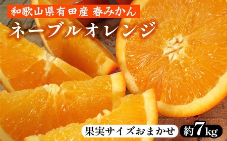 ネーブルオレンジ［約7kg］和歌山県有田産 春みかん【果実サイズおまかせ】 ｜ 和歌山県産 柑橘 フルーツ 紀伊国屋文左衛門本舗 
