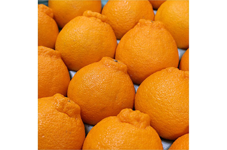 和歌山県有田産 不知火 約5kg（18～24玉）ひとつひとつ手選別で厳選！生産者から直送 ※2026年2月中旬頃より順次発送予定
