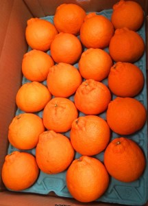 紀州有田産不知火(しらぬひ) 約5kg ※2026年2月中旬~3月中旬頃に順次発送予定