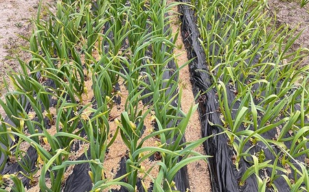 和歌山県産生にんにく約1kg ご家庭用 ※2026年5月上旬~5月中旬頃に順次発送予定