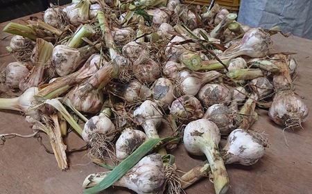 和歌山県産生にんにく約1kg ご家庭用 ※2026年5月上旬~5月中旬頃に順次発送予定