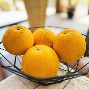 【2025年4月～発送】【爽快柑橘】有田育ちの爽やか河内晩柑(ご家庭用) 1.7kg  ｜晩柑 ﾌﾙｰﾂ 果物 晩柑※北海道・沖縄・離島への配送不可 ※2025年4月中旬～6月下旬頃に順次発送予定