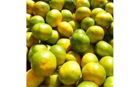 【先行予約】こだわりの極早生みかん 約2kg 農家直送 有機質肥料100% サイズ混合 ｜ みかん 極早生 早生 柑橘 果物 くだもの 果実 フルーツ 和歌山 有田