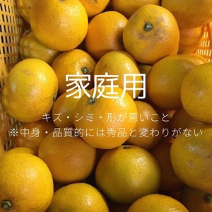 和歌山県産 八朔 6kg 家庭用 ※2026年1月上旬～3月下旬頃に順次発送予定