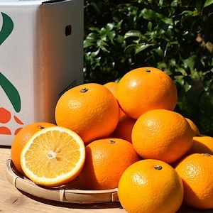 【まごころ手選別】有田の八朔(はっさく)約4kg(S～4Lサイズ混合)家庭用 ※2026年1月上旬～3月下旬頃に順次発送予定