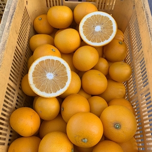 【まごころ手選別】有田の八朔(はっさく)約10kg(S~4Lサイズ混合)家庭用 ※2026年1月上旬~3月下旬頃に順次発送予定