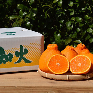 【まごころ手選別】和歌山産　有田の不知火(しらぬひ)(6玉×1箱、L～2Lサイズ) ※2026年2月上旬～4月下旬頃に順次発送予定