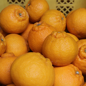 【まごころ手選別】和歌山産　有田の不知火(しらぬひ)約3kg(2S～4Lサイズ混合)【家庭用】 ※2026年2月上旬～4月下旬頃に順次発送予定