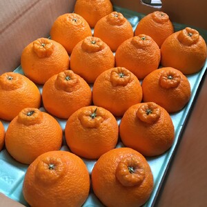 【まごころ手選別】和歌山産　有田の不知火(しらぬひ)8～11玉 ※2026年2月上旬～4月下旬頃に順次発送予定