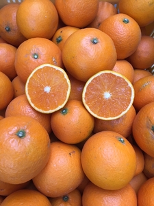 【まごころ手選別】和歌山産 有田の清見 約10kg(2S~3Lサイズ混合)【家庭用】 ※2026年3月上旬~4月下旬頃に順次発送予定