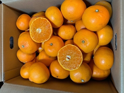 せとか 約5kg 家庭用 ※2026年2月下旬~4月中旬頃より順次発送予定