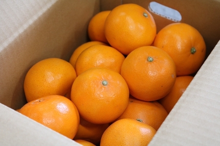 【まごころ手選別】和歌山産　せとか　約3kg　秀品 ※2026年2月下旬～4月中旬頃より順次発送予定