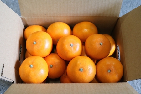 【まごころ手選別】和歌山産 せとか 化粧箱入り (13~15玉) ※2026年2月下旬~4月中旬頃より順次発送予定