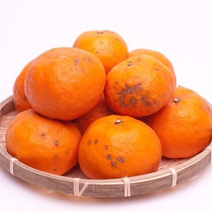 ＜4月より発送＞家庭用 カラマンダリン10kg+250g（傷み補償分）◇【南津海・なつみ】【希少な春柑橘】【わけあり・訳あり】【みかんと同じように食べられます】