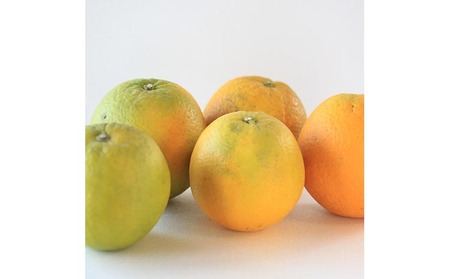 家庭用 バレンシアオレンジ5kg+250g（傷み補償分）